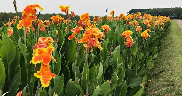 Cannas_Orange_Flower_Organic_Canna
