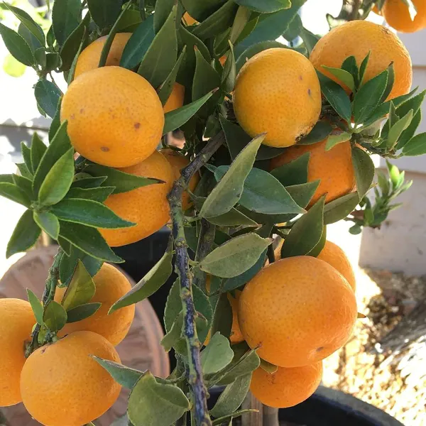 Malta___Organic_Plant_For_Home_Gardening