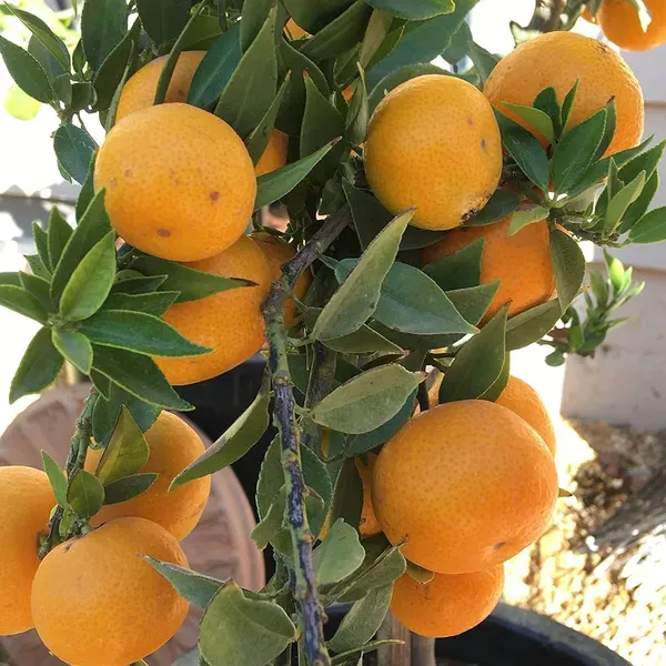 Malta___Organic_Plant_For_Home_Gardening