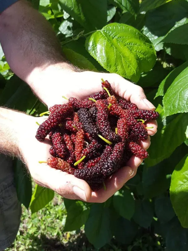 Red_Long_Mulberry_Organic_Plant