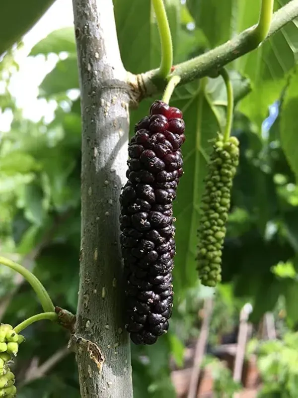 Red_Long_Mulberry_Organic_Plant