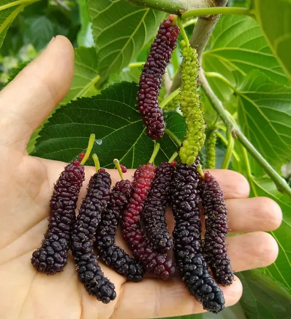 Red_Long_Mulberry_Organic_Plant