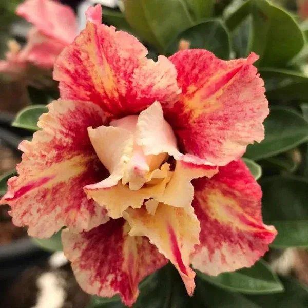 Divine_Cauldron_Adenium_Organic_Plant