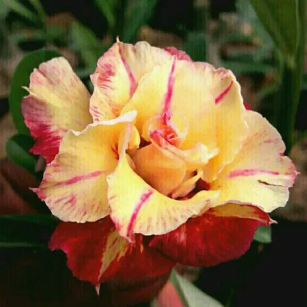 Divine_Cauldron_Adenium_Organic_Plant