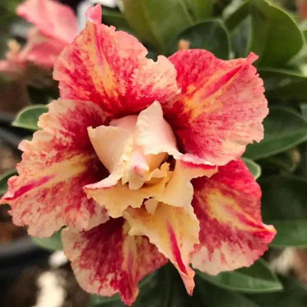 Divine_Cauldron_Adenium_Organic_Plant