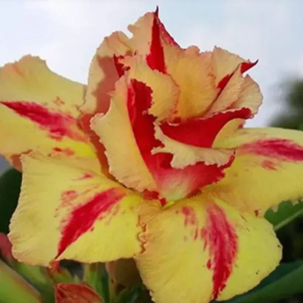 Divine_Cauldron_Adenium_Organic_Plant