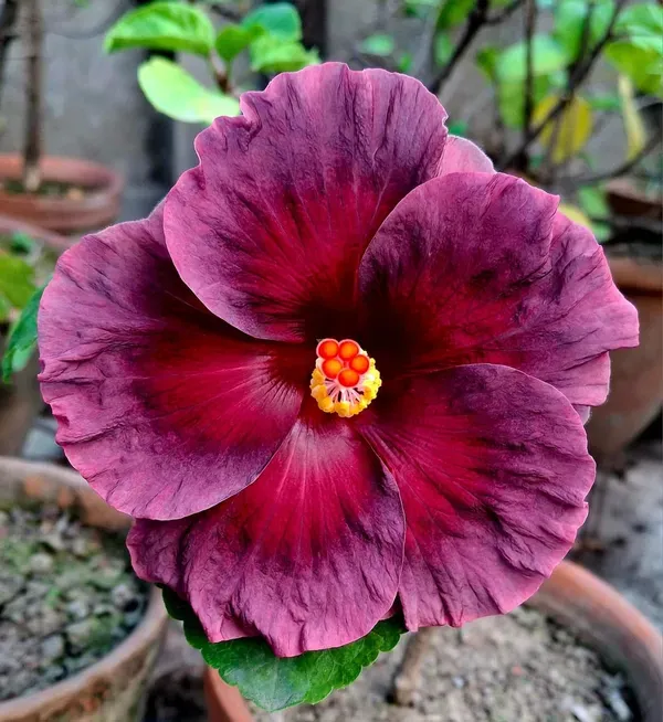 Purple_Australian_Hibiscus_Organic_Plant