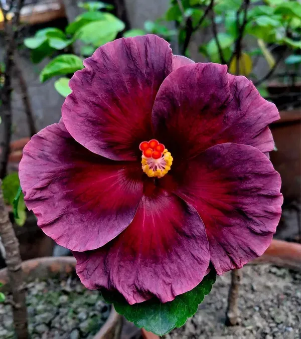 Purple_Australian_Hibiscus_Organic_Plant