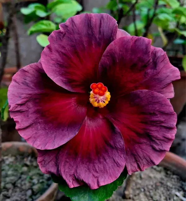Purple_Australian_Hibiscus_Organic_Plant