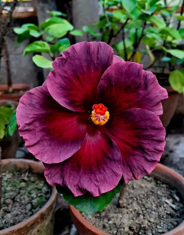 Purple_Australian_Hibiscus_Organic_Plant