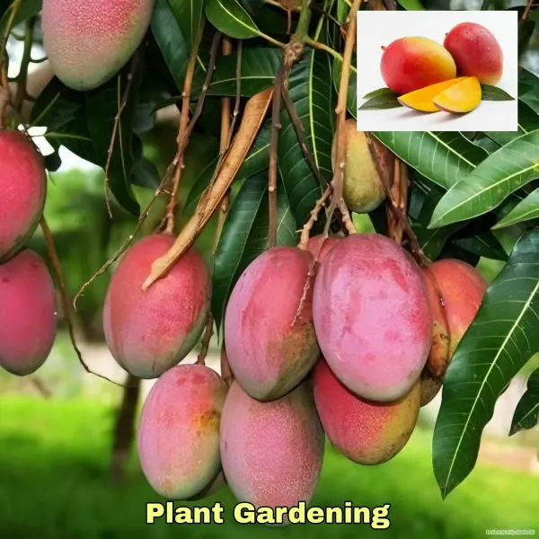 Sidur_Kouta_Mango_Organic_Plant