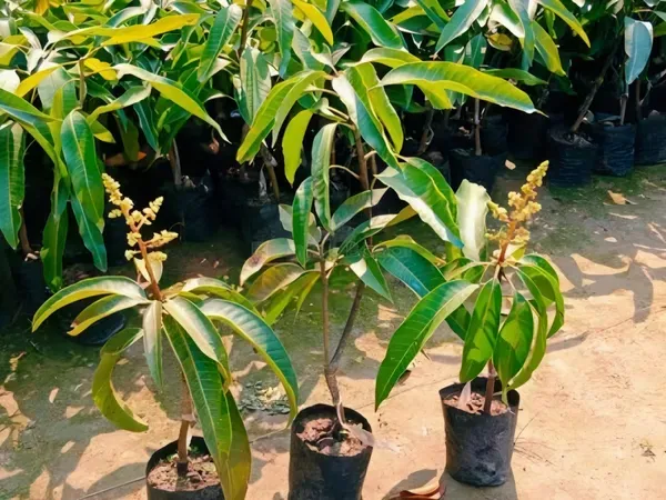Sidur_Kouta_Mango_Organic_Plant