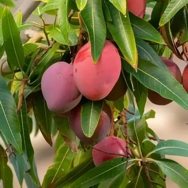 Sidur_Kouta_Mango_Organic_Plant