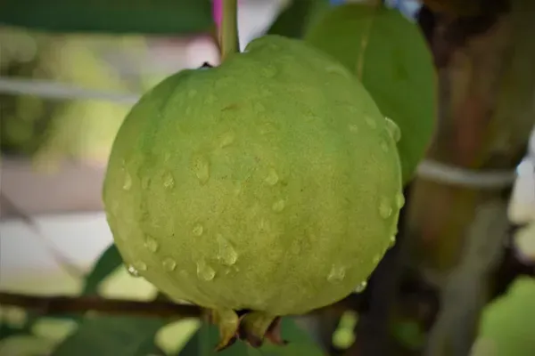 Elhabad_Safeda_Guava_Organic_Plant