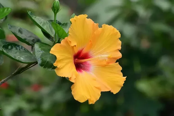 Sugar_Tip_Hibiscus_Organic_Plant