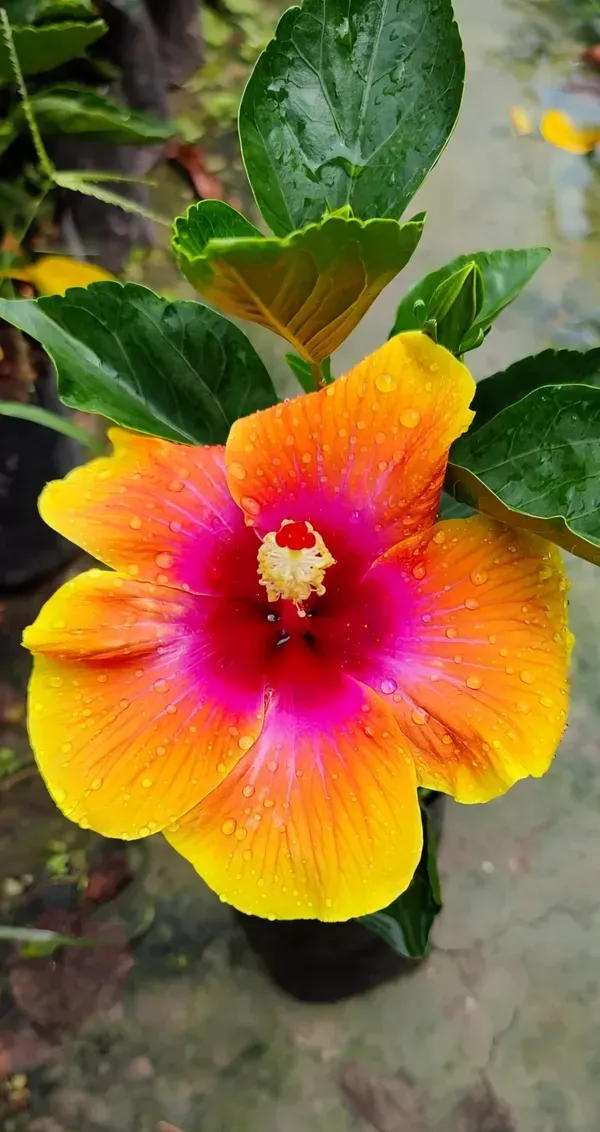 Sugar_Tip_Hibiscus_Organic_Plant