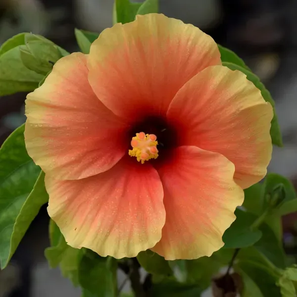 Sugar_Tip_Hibiscus_Organic_Plant