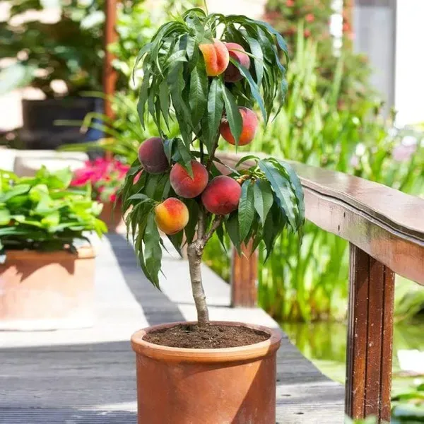 Alubukhara_Climate_Organic_Plum_Plant