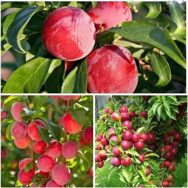 Alubukhara_Climate_Organic_Plum_Plant