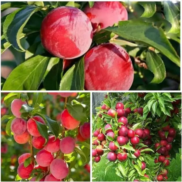 Alubukhara_Climate_Organic_Plum_Plant