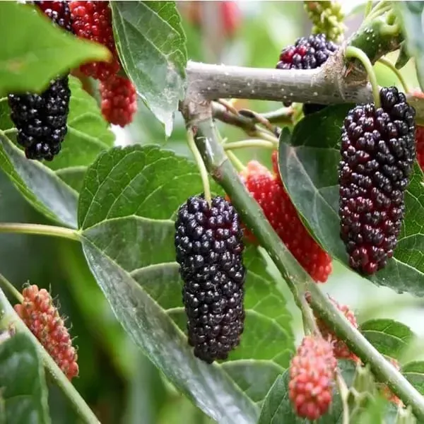 Mulberry_Shahtoot_Plant_Garden_Organic