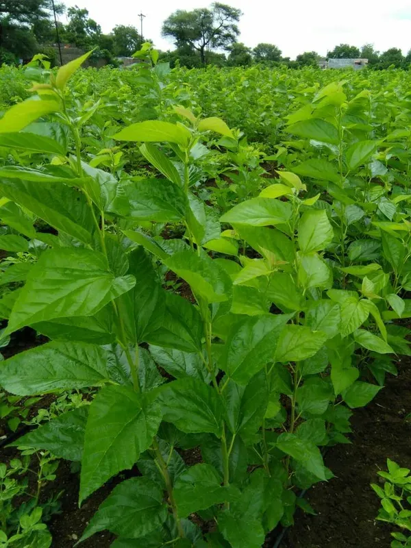 Mulberry_Shahtoot_Plant_Garden_Organic