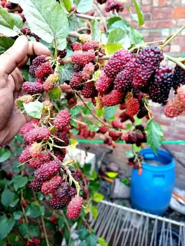 Mulberry_Shahtoot_Plant_Garden_Organic
