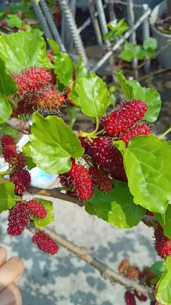 Mulberry_Shahtoot_Plant_Garden_Organic