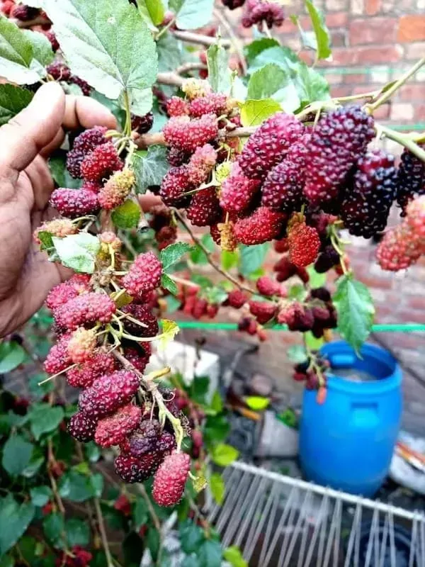 Mulberry_Shahtoot_Plant_Garden_Organic