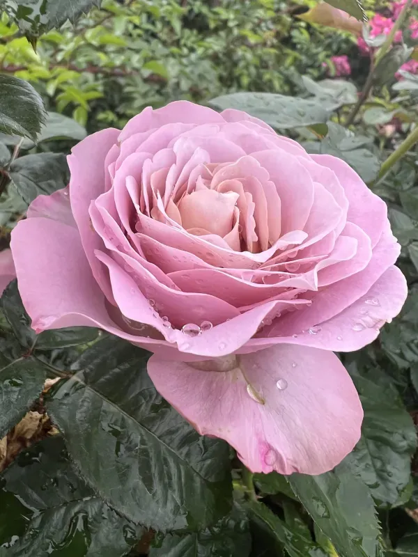 Ornamental_Girl_Rose_Organic_Plant