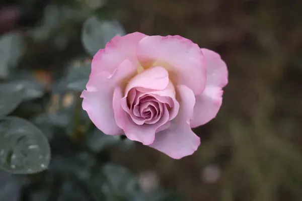 Ornamental_Girl_Rose_Organic_Plant