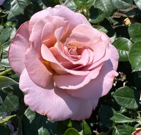 Ornamental_Girl_Rose_Organic_Plant