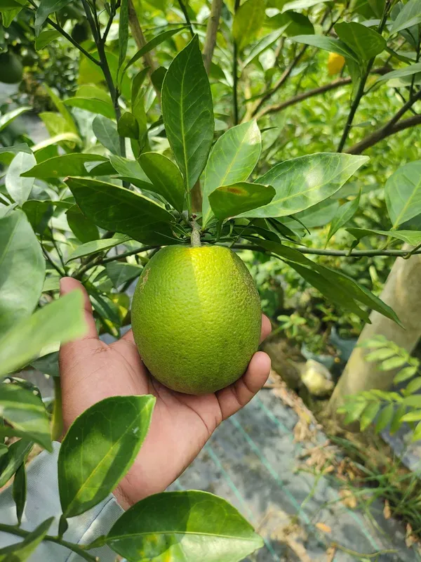Indian_Siki_Malta_Organic_Plant