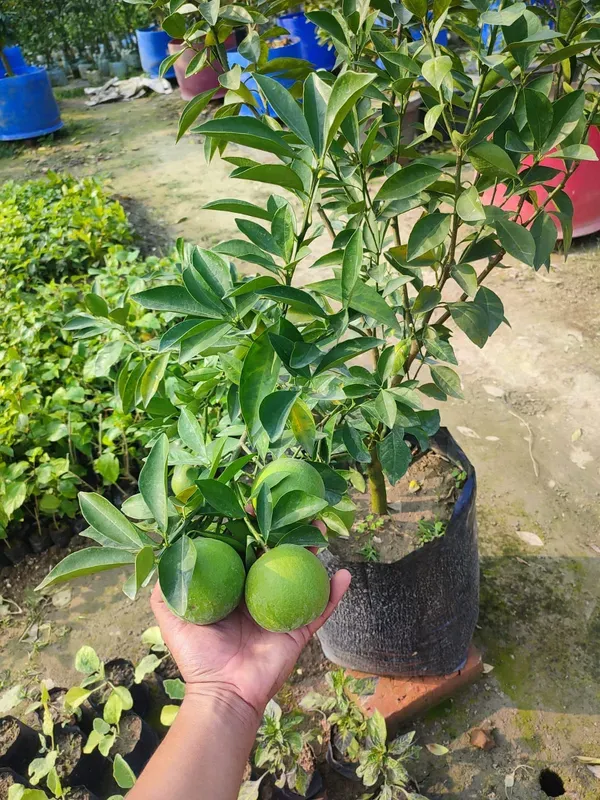Indian_Siki_Malta_Organic_Plant