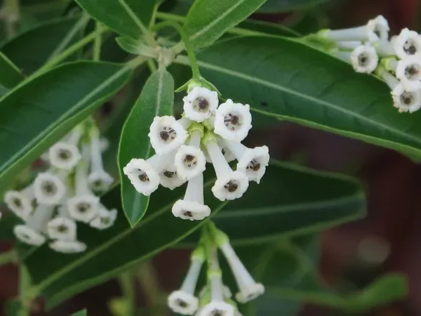 Ornamental_Raja_Flower_Plant_Organic