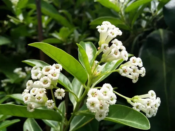 Ornamental_Raja_Flower_Plant_Organic