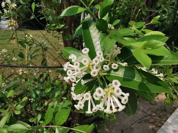 Ornamental_Raja_Flower_Plant_Organic