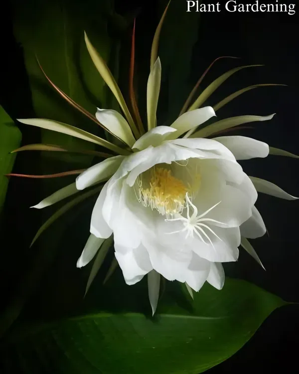 Bramha_White_Organic_Brahma_Plant