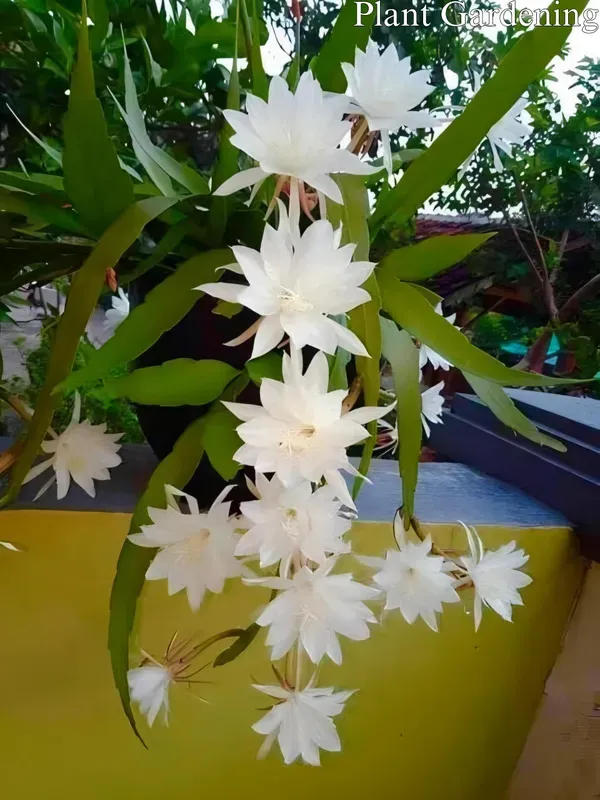 Bramha_White_Organic_Brahma_Plant