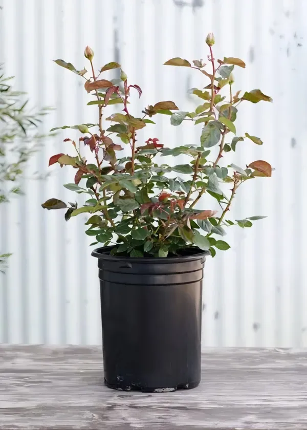 Black_Baccara_Rose_Organic_Plant