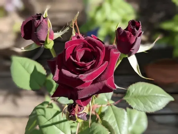 Black_Baccara_Rose_Organic_Plant