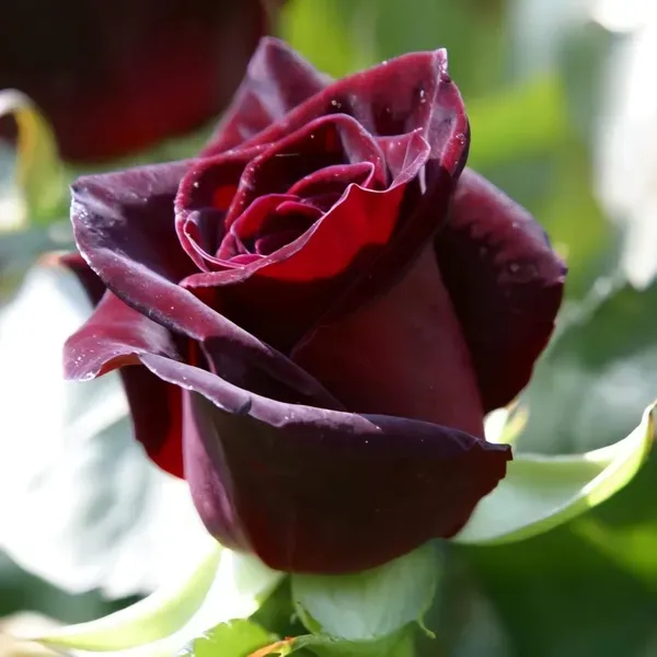 Black_Baccara_Rose_Organic_Plant