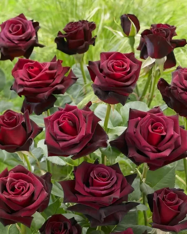 Black_Baccara_Rose_Organic_Plant