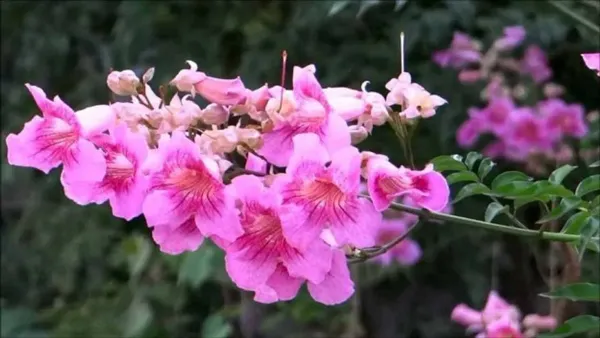 Tecoma_Ornamental_Organic_Plant_For_Home