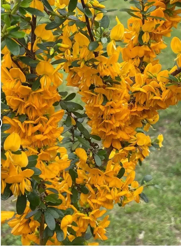 Yellow_Bluebell_Bonsai_Garden_Organic