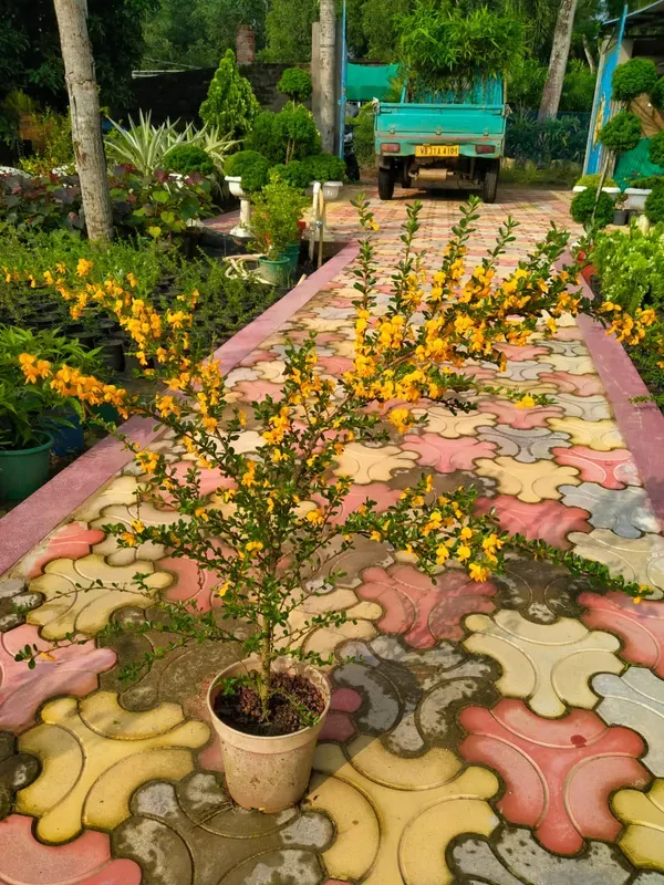 Yellow_Bluebell_Bonsai_Garden_Organic