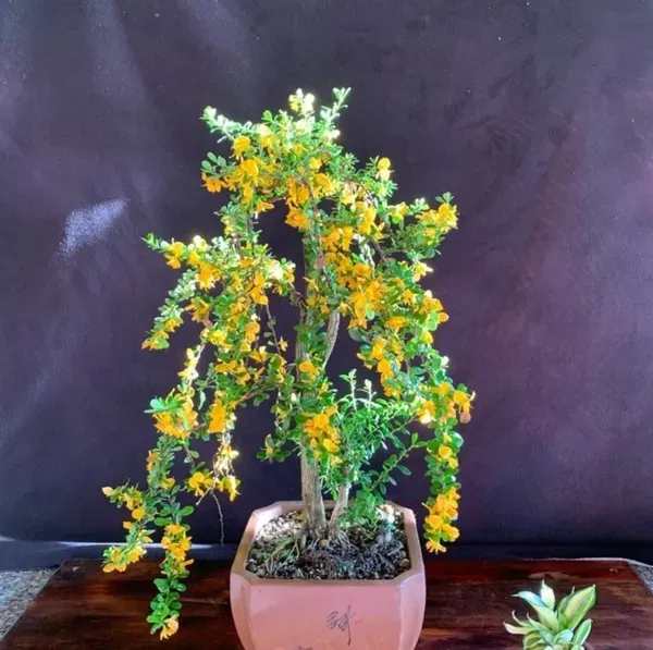 Yellow_Bluebell_Bonsai_Garden_Organic