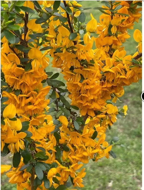 Yellow_Bluebell_Bonsai_Garden_Organic