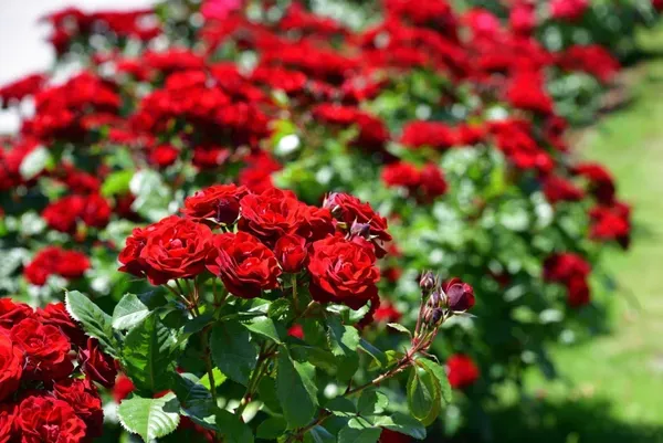 Bush_Rose_Ornamental_Organic_Plant
