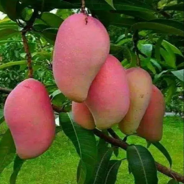 Thai_Ornamental_Mango_Organic_Plant